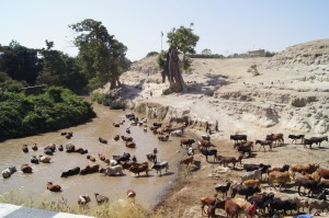 Rinder an der Wasserstelle